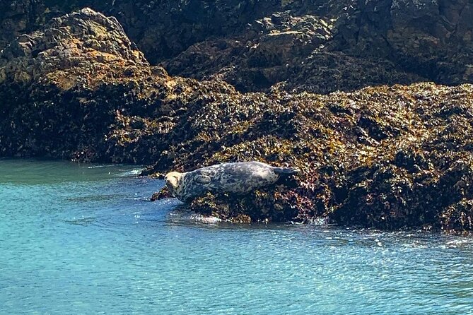 Howth Cliffs and Ireland's Eye Ferry Boat Tour - Meeting at Howth’s pier: easy to find, easy to pair with the rest of your day