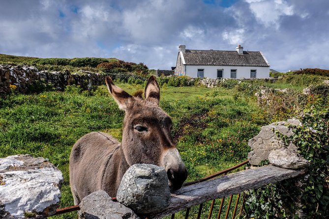 Inis Mór (Aran Islands) Day Trip: Return Ferry from Rossaveel, Galway - The ferry ride from Rossaveel: about 40 minutes of comfort and a reality check
