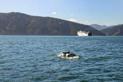 InterIslander Ferry - Picton to Wellington - Picton Port: Getting On Board Without a Panic