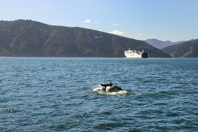 InterIslander Ferry - Picton to Wellington - Picton Port: Getting On Board Without a Panic