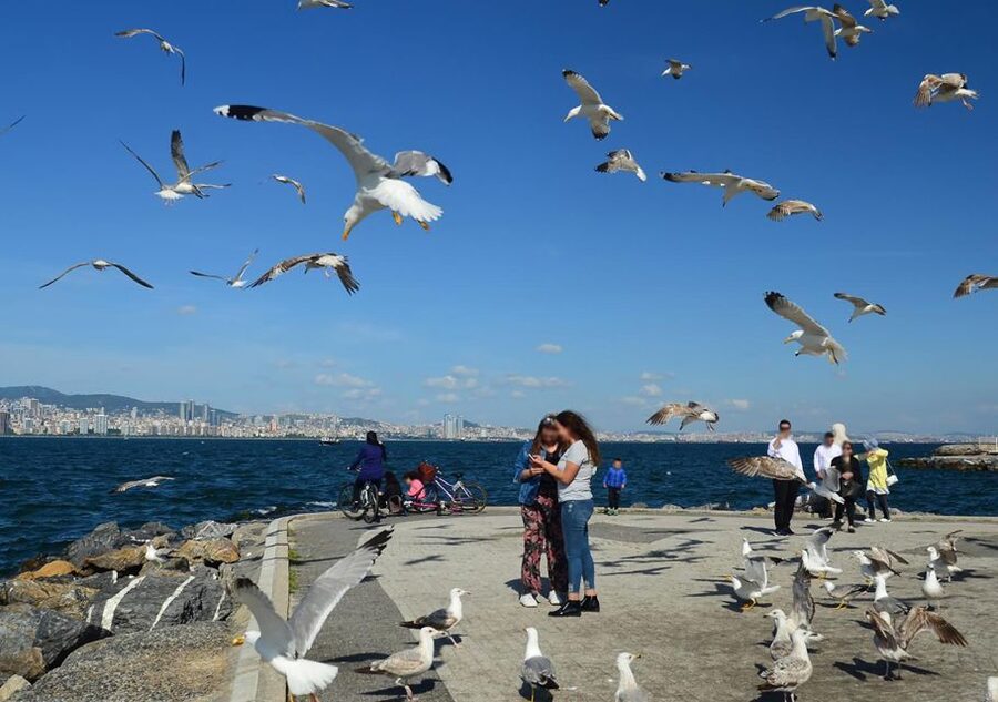 Istanbul: Round-Trip Ferry Tickets to the Princes' Islands - The ferry ride reality: timing, comfort, and tech expectations
