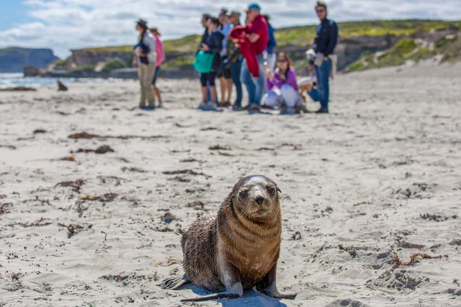 Kangaroo Island Full Day Experience by Ferry Including Lunch - Flinders Chase National Park: Admirals Arch Boardwalk Views That Stop You