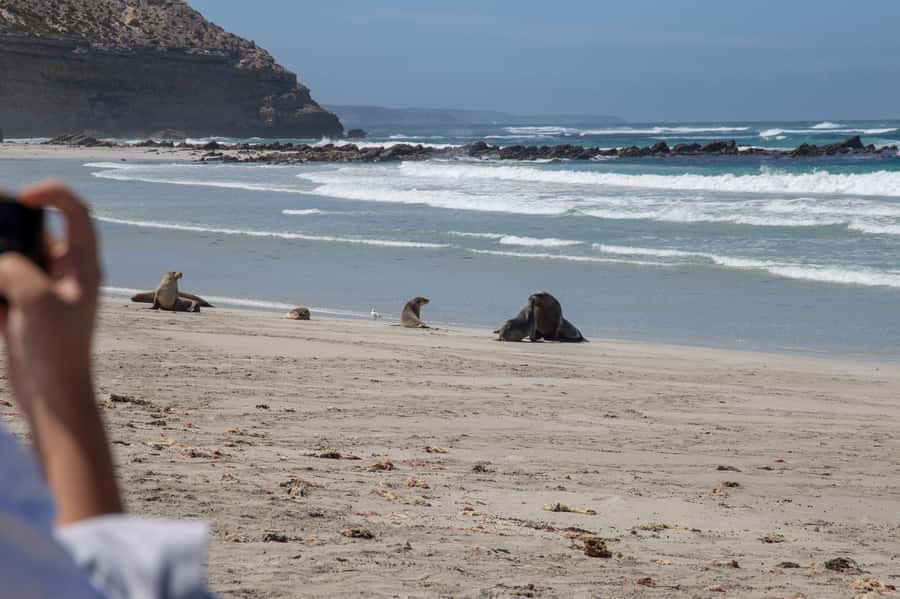 Kangaroo Island Full Day Experience by Ferry Including Lunch - Remarkable Rocks: Short Walk, Big Photo Energy
