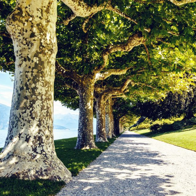Lake Como: Lakeside Villas Entry Tickets with Ferries - Villa Monastero in Varenna: an eight-century house museum plus lakeside garden time
