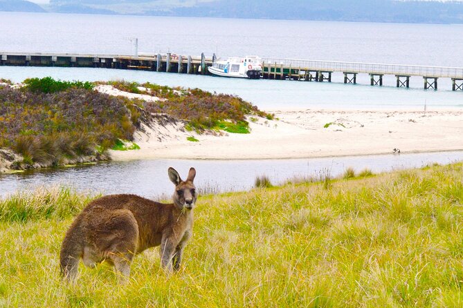 Maria Island Ferry - Hobart Bus Connection (Return Service) - Why this Hobart–Triabunna connection is worth it