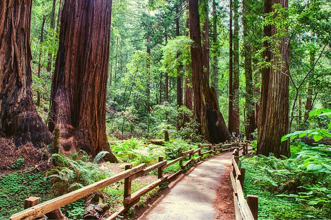 Muir Woods and Sausalito + Ferry, Alcatraz Night Tour & Aquarium Access - Muir Woods National Monument: old-growth redwoods, right off the city