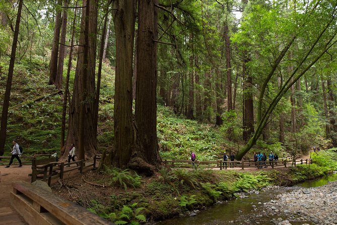 Muir Woods and Sausalito (Return by Bus or Ferry) - Why Muir Woods plus Sausalito is a smart half-day pairing