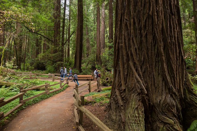 Muir Woods and Sausalito (Return by Bus or Ferry) - Meeting points and departure times that actually matter