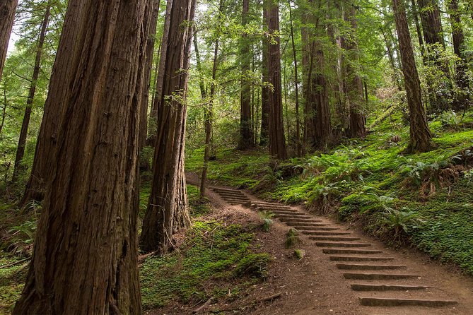 Muir Woods and Sausalito (Return by Bus or Ferry) - Muir Woods National Monument: how to use your guaranteed 90 minutes