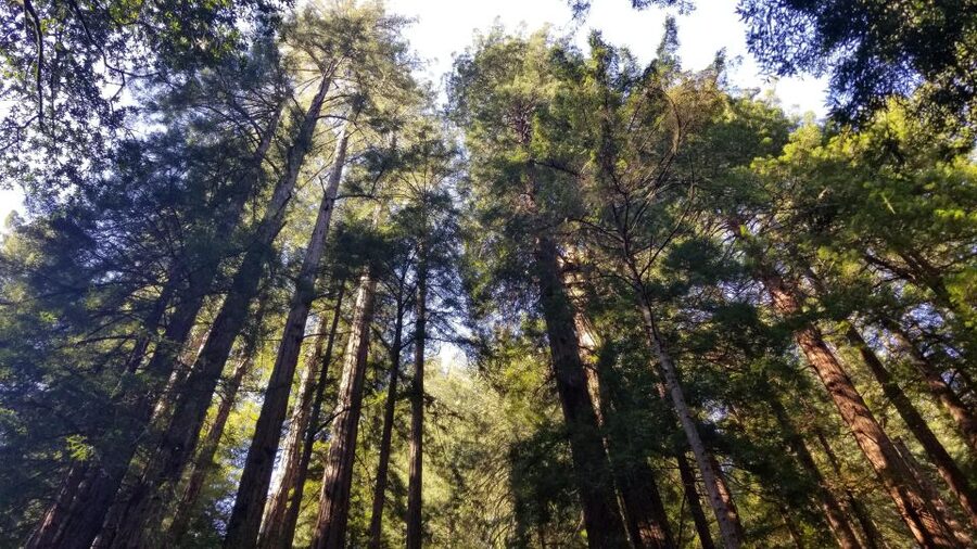 Muir Woods, Sausalito and Ferry back to Fisherman's Wharf - Key things to know before you go