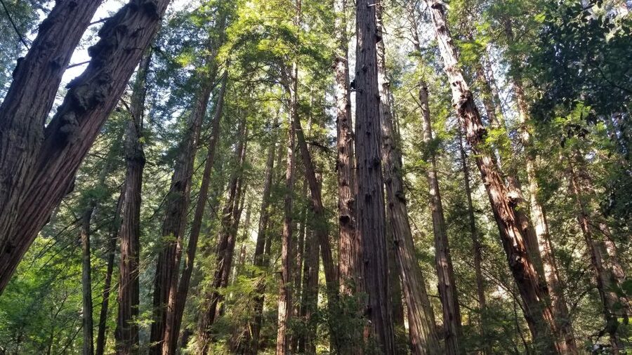 Muir Woods, Sausalito and Ferry back to Fisherman's Wharf - Golden Gate Bridge photo stop: quick, scenic, and timed well