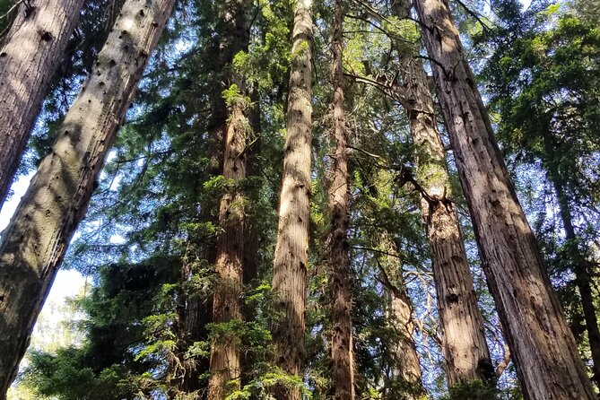 Muir Woods Sausalito Entry & Ferry to Fishermans Wharf included - Sausalito Free Time: Bay Views, Seafood, and Easy Wandering
