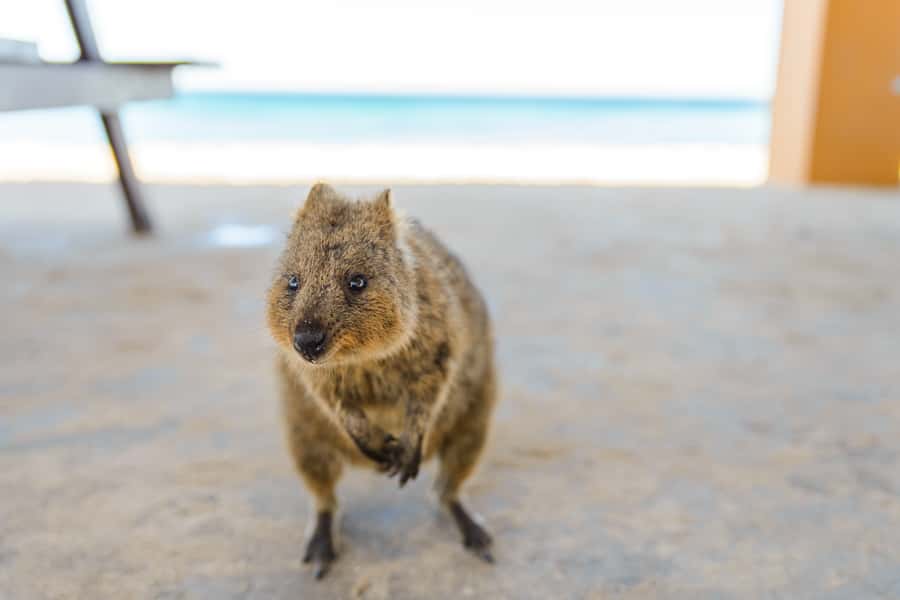 Perth: Rottnest Island Ferry, Bike, Coffee & Lobster Roll - Key things worth knowing before you go