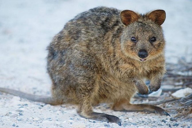 Perth to Rottnest Island Roundtrip Ferry Ticket - Arriving on Rottnest: your 6 hours of free time