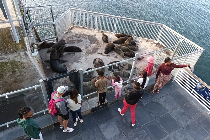 Robben Island Cape Of Good Hope Penguins Including Ferry Ticket - Chapman’s Peak Drive: 114 curves, white sand, seals, and winter whale chances