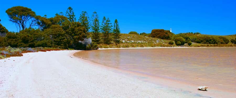Rottnest Grand Island Package with Ferry, Tour & Light Lunch - Ferry From Perth or Fremantle: The Shortcut to Island Time