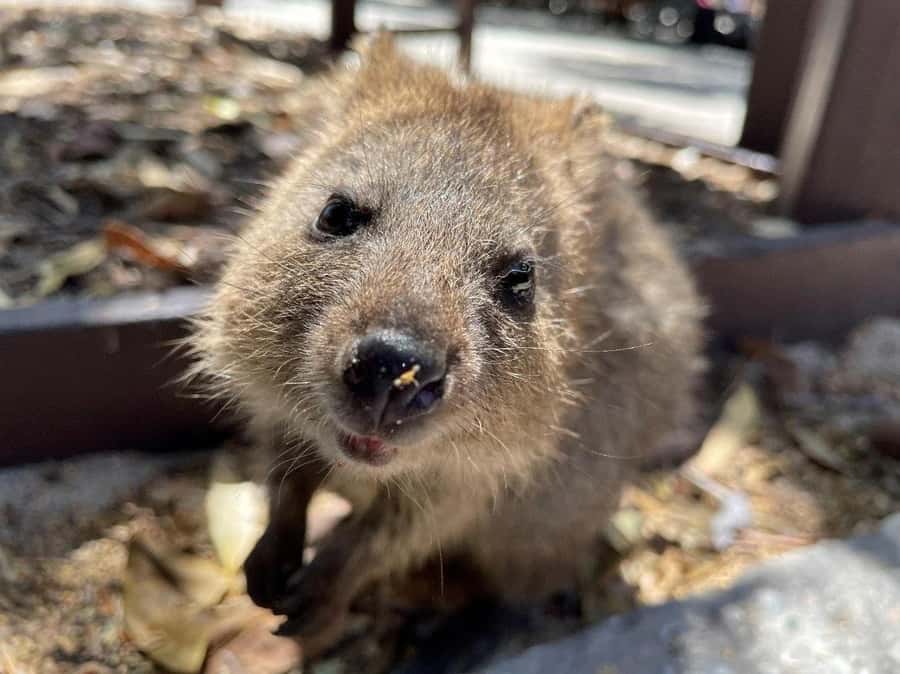Rottnest Island Ferry and 1.75 Hr Bus Tour - Key things to know before you go