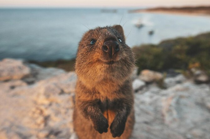 Rottnest Island Round-Trip Ferry from Perth - Swan River to Rotto: what the ferry ride feels like