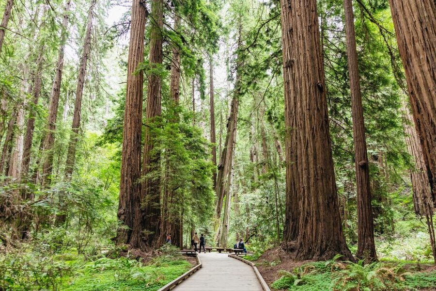 San Francisco: Muir Woods & Sausalito Tour with Ferry Option - Sausalito in 60 minutes: waterfront charm, shops, and floating homes