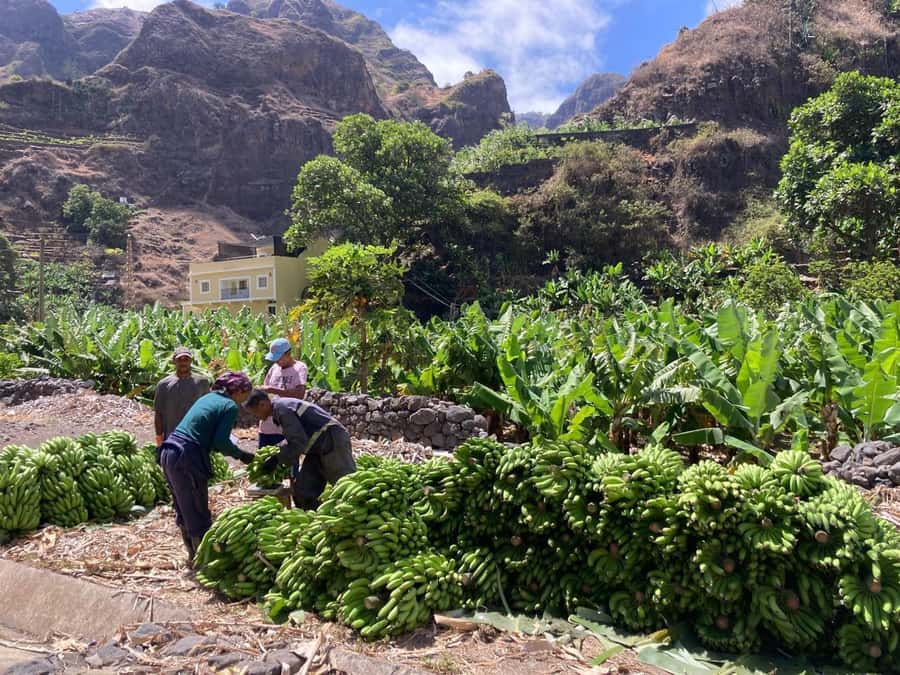 Santo Antão Highlights: Day Trip by Car with Ferry from SV - Santo Antão feels like Cape Verde’s “mountain world” for one day
