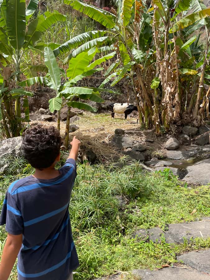 Santo Antão Highlights: Day Trip by Car with Ferry from SV - Morning logistics: Mindelo pickup and the ferry ride to Porto Novo