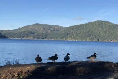 Seattle: Olympic National Park Day Tour with Scenic Ferries - Price and Value: What $170 Covers (and Why It Matters)