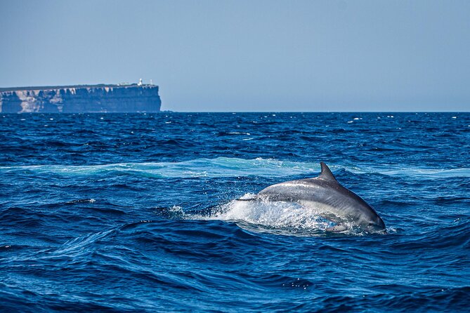 Sydney Harbour Hop On Hop Off Explorer Ferry Pass - Boowambillee / Shark Island: a shorter hop that can shape your route