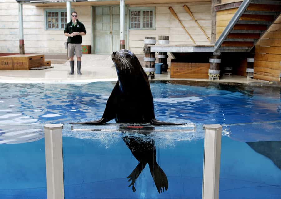 Sydney: Taronga Zoo Ticket with Return Ferry - Who this ticket suits best (and who should think twice)