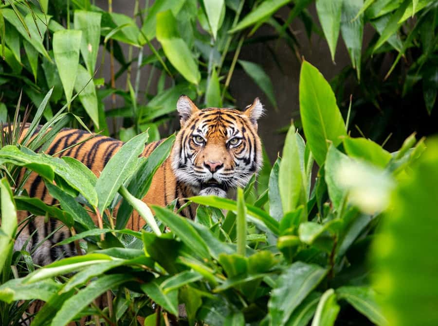 Sydney: Taronga Zoo Ticket with Return Ferry - A one-day combo for Sydney Harbour and animals