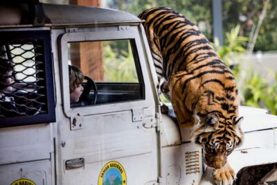 Sydney: Taronga Zoo Ticket with Return Ferry - How the ferry and pickup work from Circular Quay or Darling Harbour