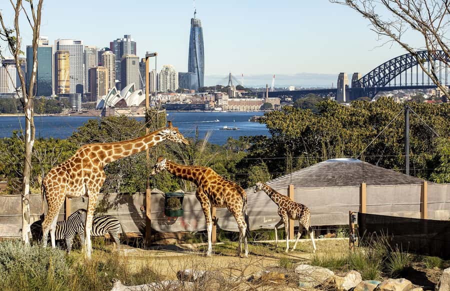 Sydney: Taronga Zoo Ticket with Return Ferry - The animals people come for: tigers, kangaroos, birds, and more