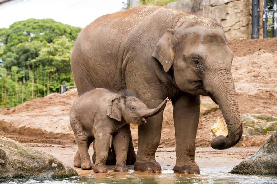 Sydney: Taronga Zoo Ticket with Return Ferry - Keeper talks and shows: use them to guide your route