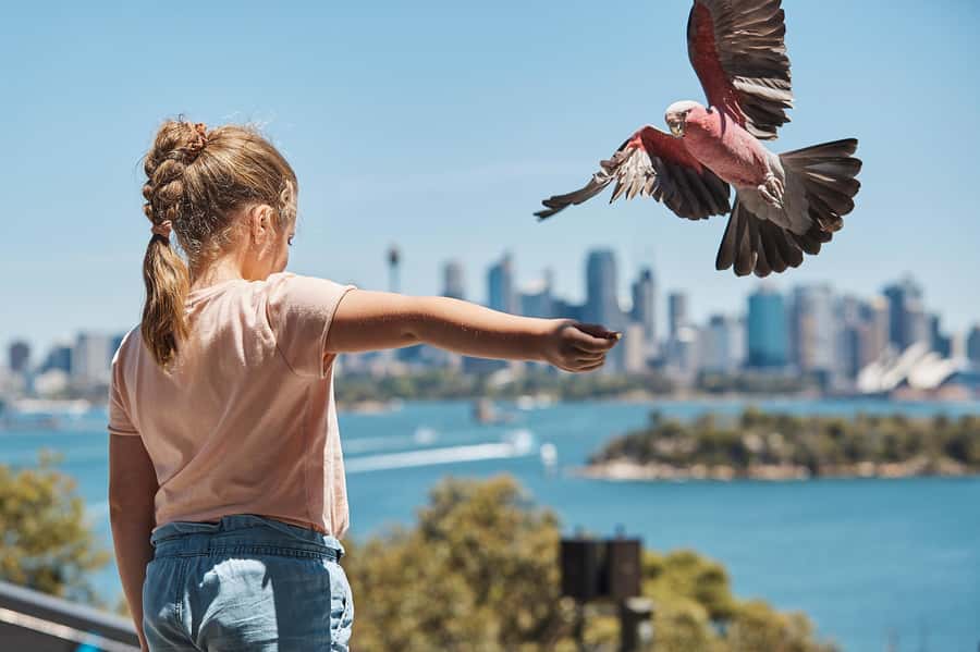 Sydney: Taronga Zoo Ticket with Return Ferry - Price and value: is $55 per person worth it?