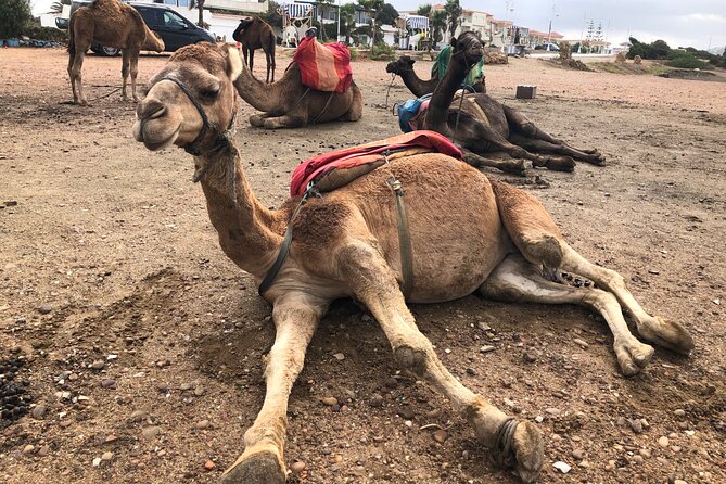 Tarifa to Tangier Tour with ferry ticket , lunch & camel ride - Cap Spartel: the lighthouse at the edge of the strait