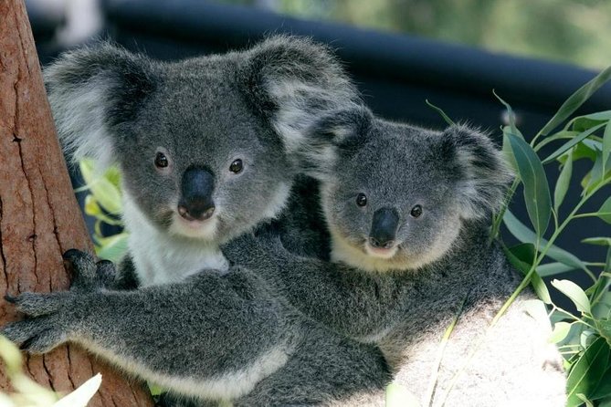 Taronga Zoo Entry & Return Ferry - Sydney Harbour - Key highlights you’ll care about