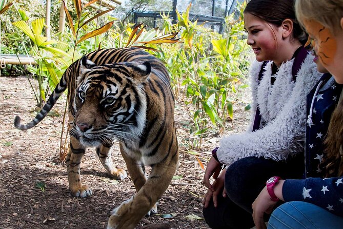 Taronga Zoo + Ferry Return Ticket - Key points worth knowing before you go