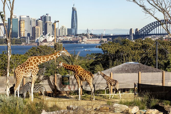 Taronga Zoo + Ferry Return Ticket - Taronga Zoo for about 4 hours: animals, hills, and the koala factor