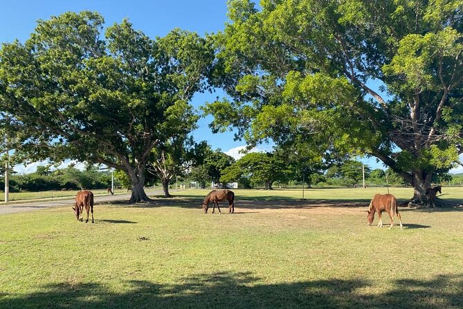 Vieques Bio Bay Tour and Beach Day Trip from San Juan by Ferry - Guides and Small-Group Energy: Why Rafael and David Keep Coming Up